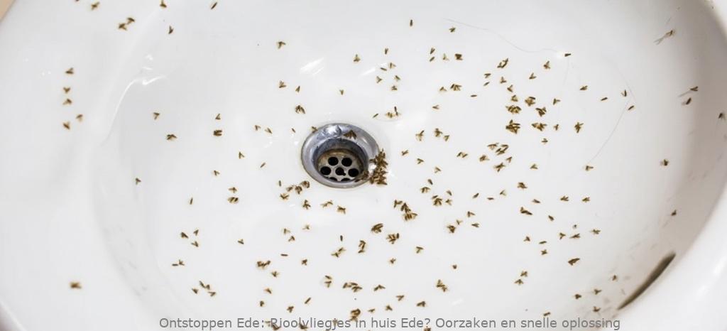 Rioolvliegjes in huis Ede? Oorzaken en snelle oplossing